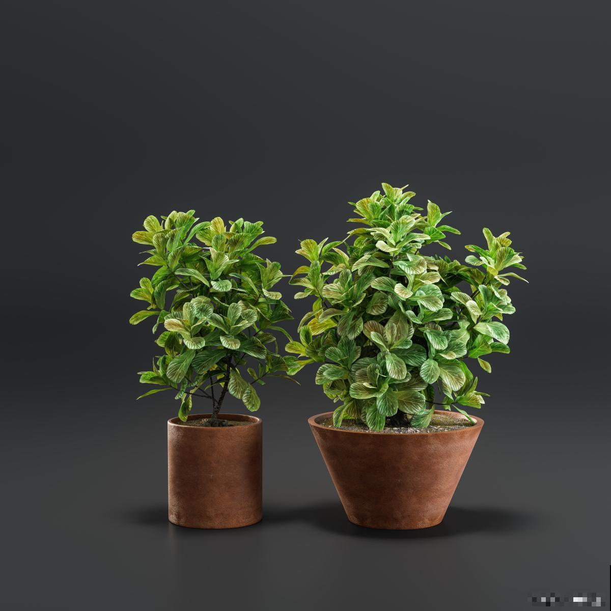 盆景花不需要它长怎么弄