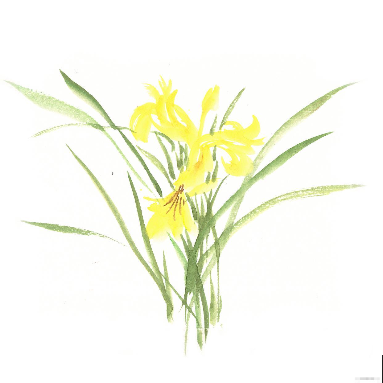 菖蒲如何繁殖的？