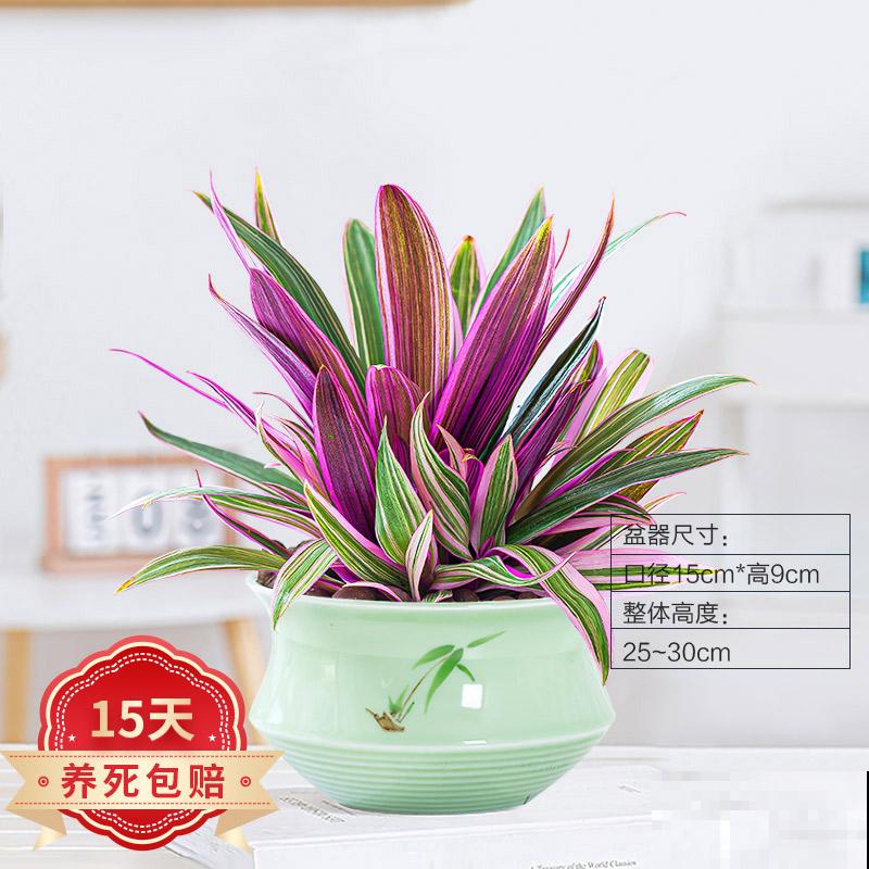 紫露兰养殖，要知道这5点，状态才能好