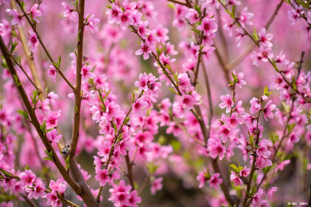 春天最常见的花？