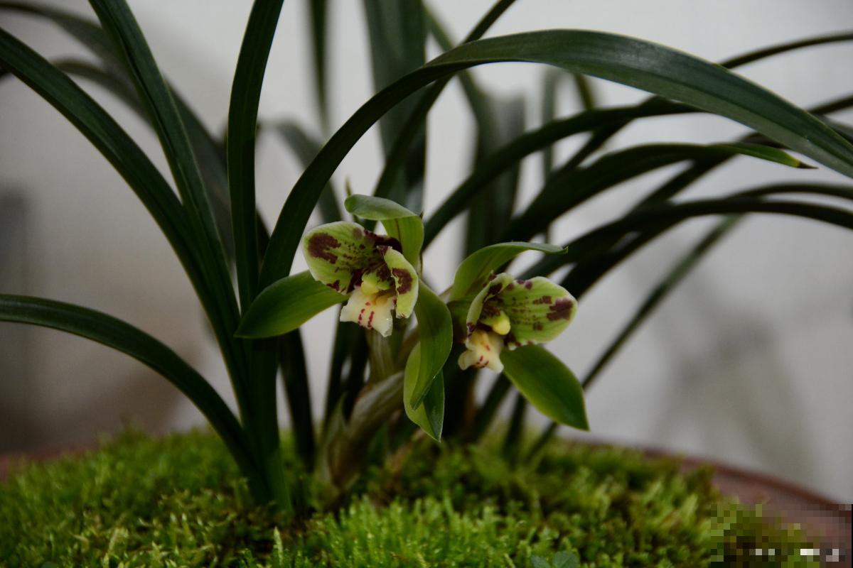 春兰叶尖发黄是什么原因