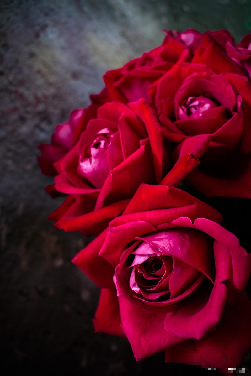 夏天生长的花有哪些