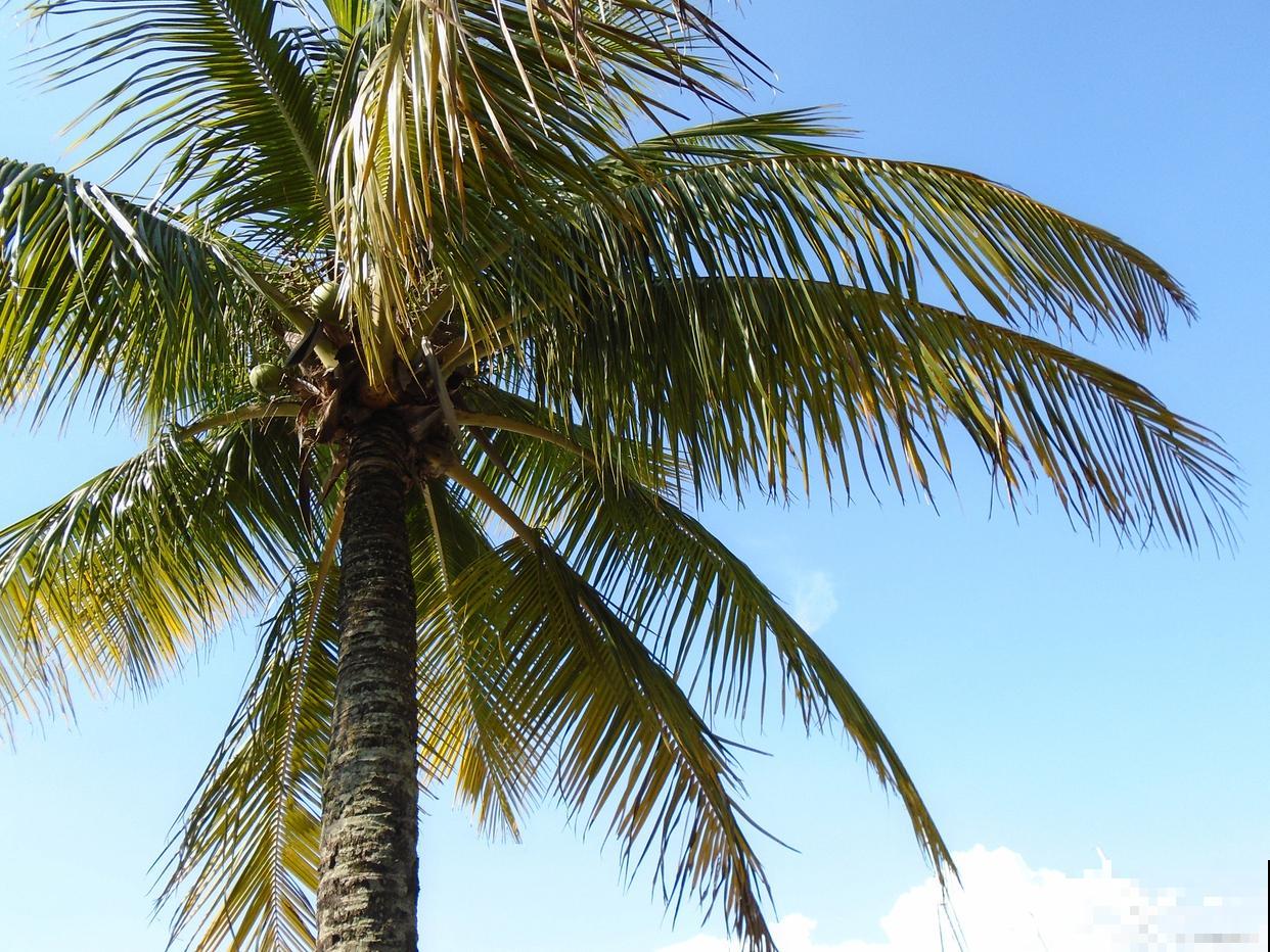 椰子树怎么养殖？