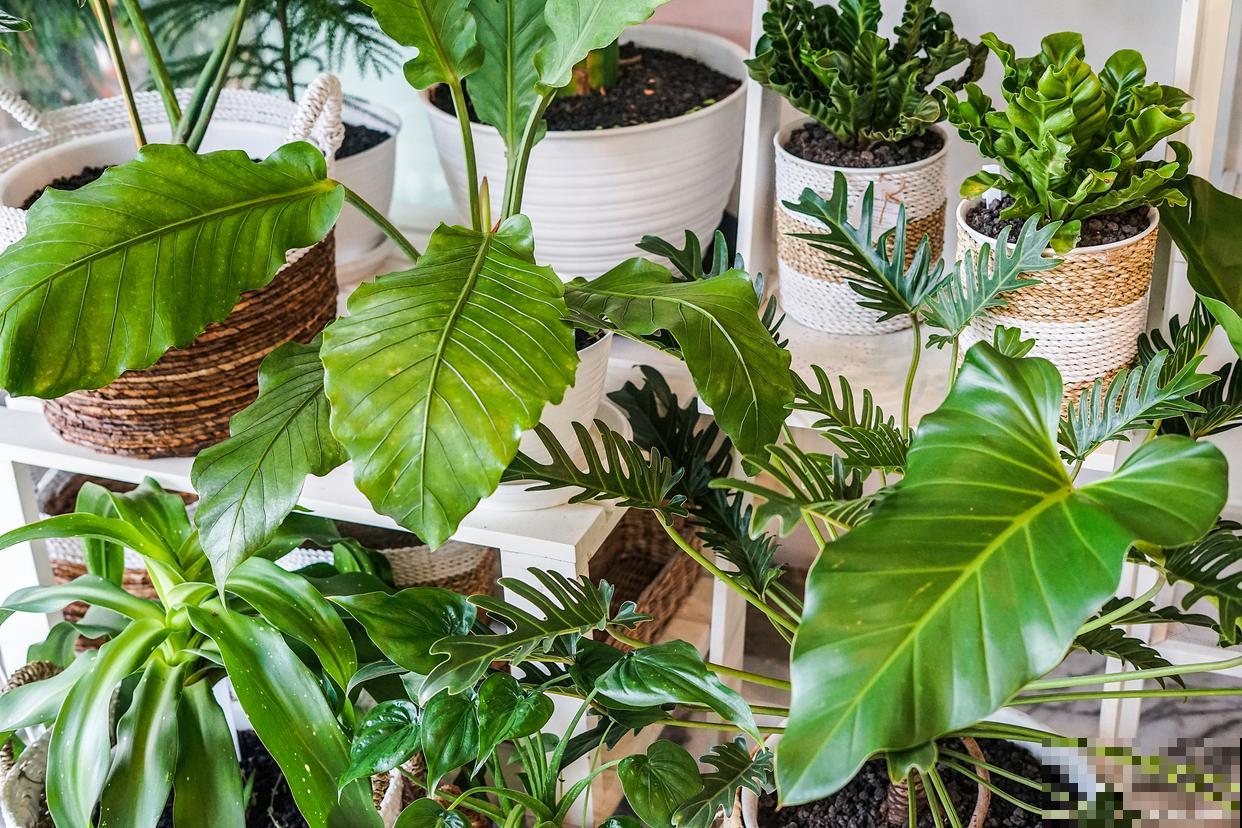 琴叶榕掉叶子怎么拯救