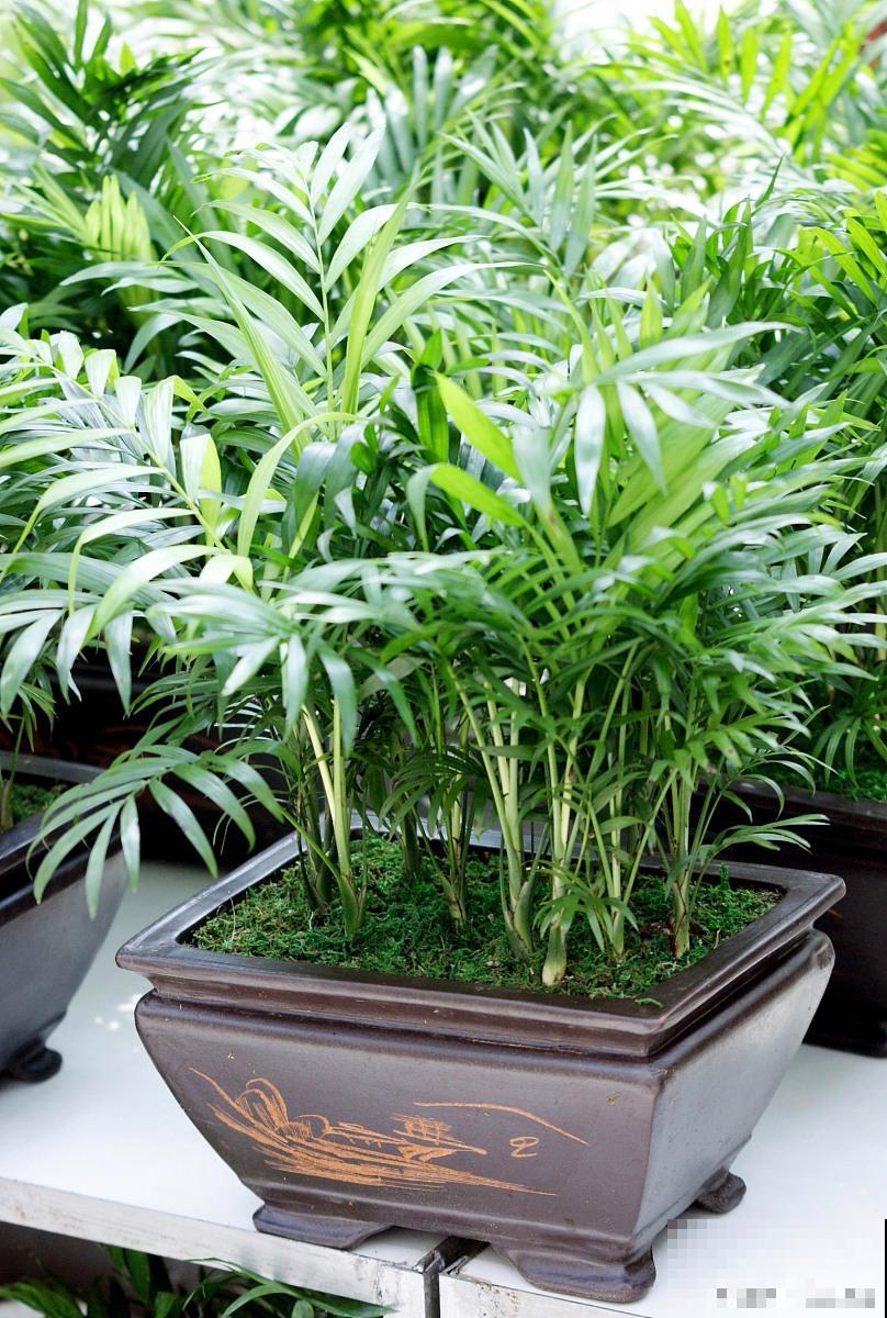 微型椰子树怎么养