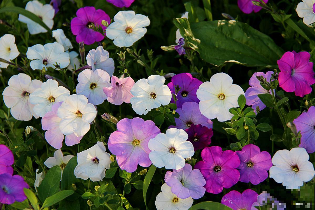 矮牵牛什么季节开花 矮牵牛什么季节开花