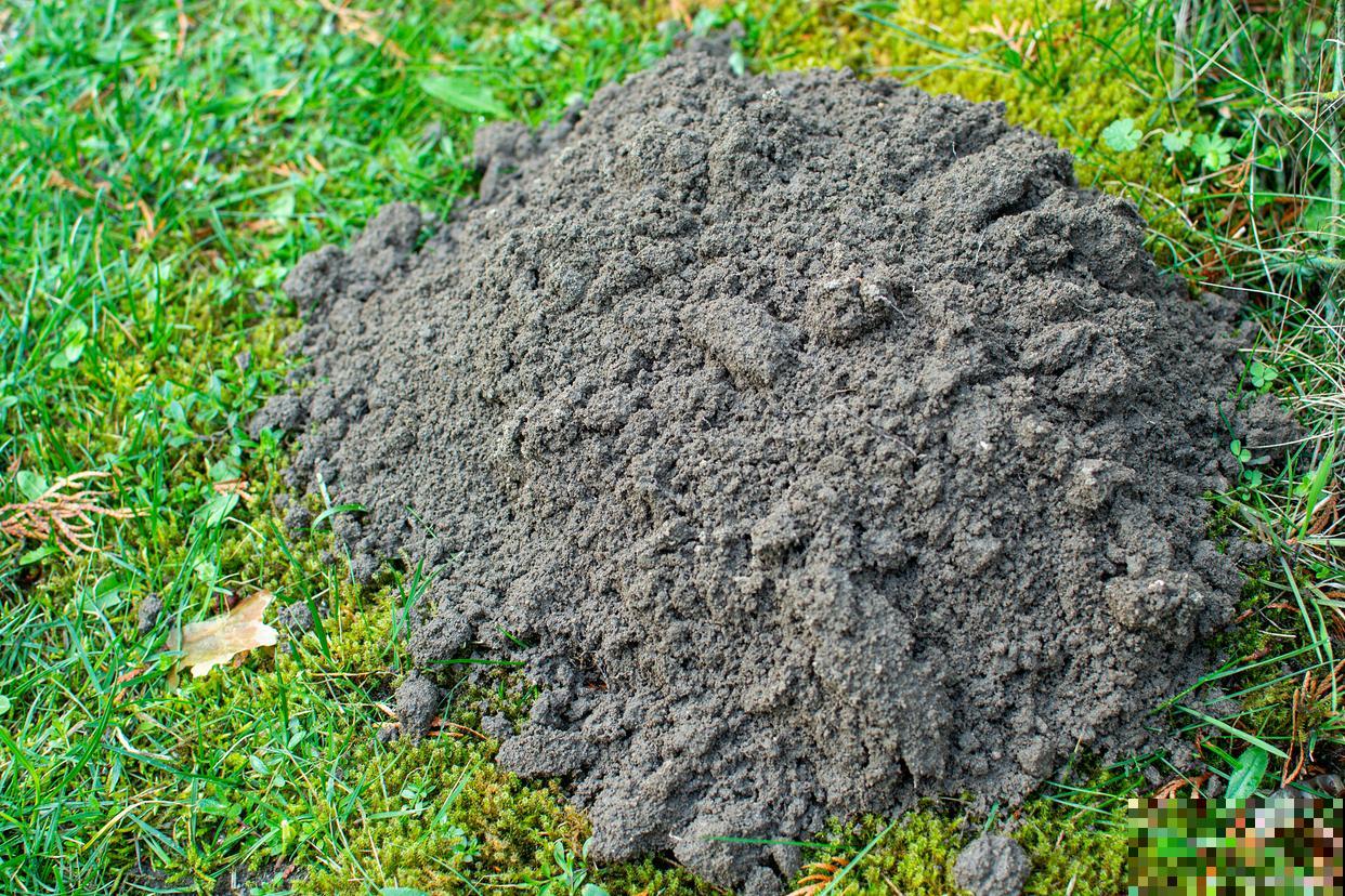 草木灰适合什么植物