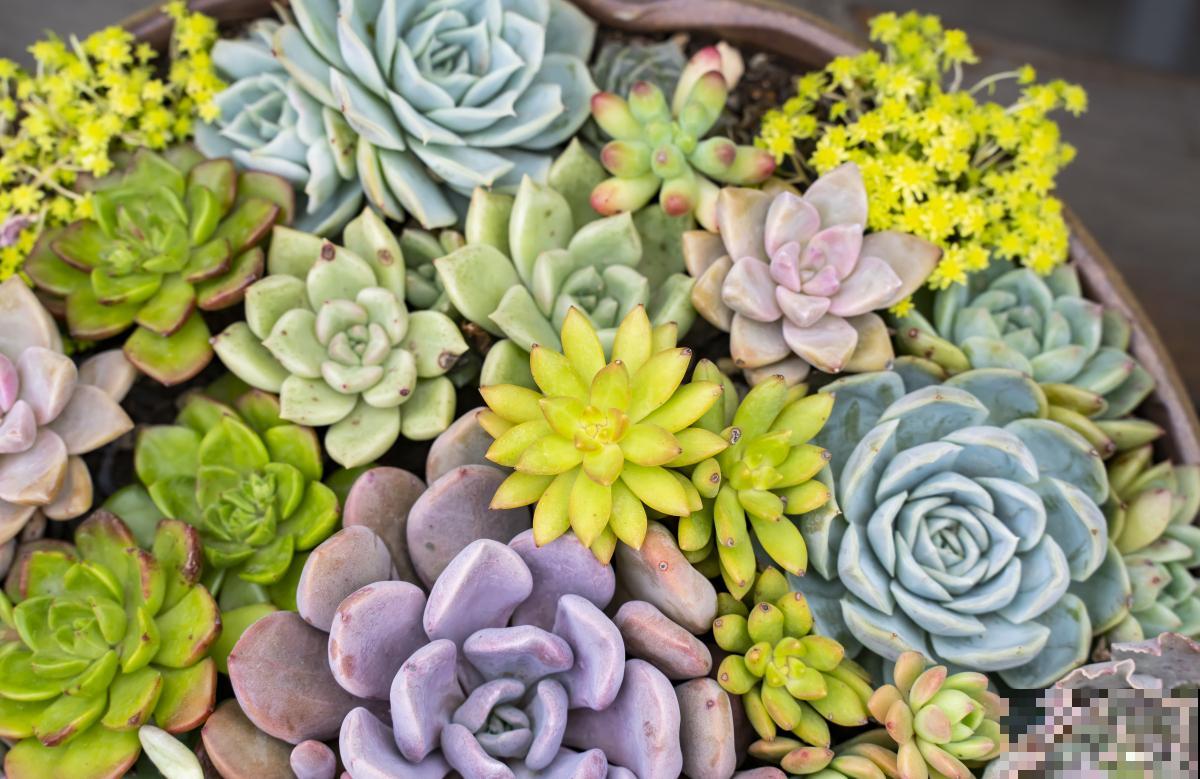 多肉变软了是什么原因 多肉变软了是什么原因