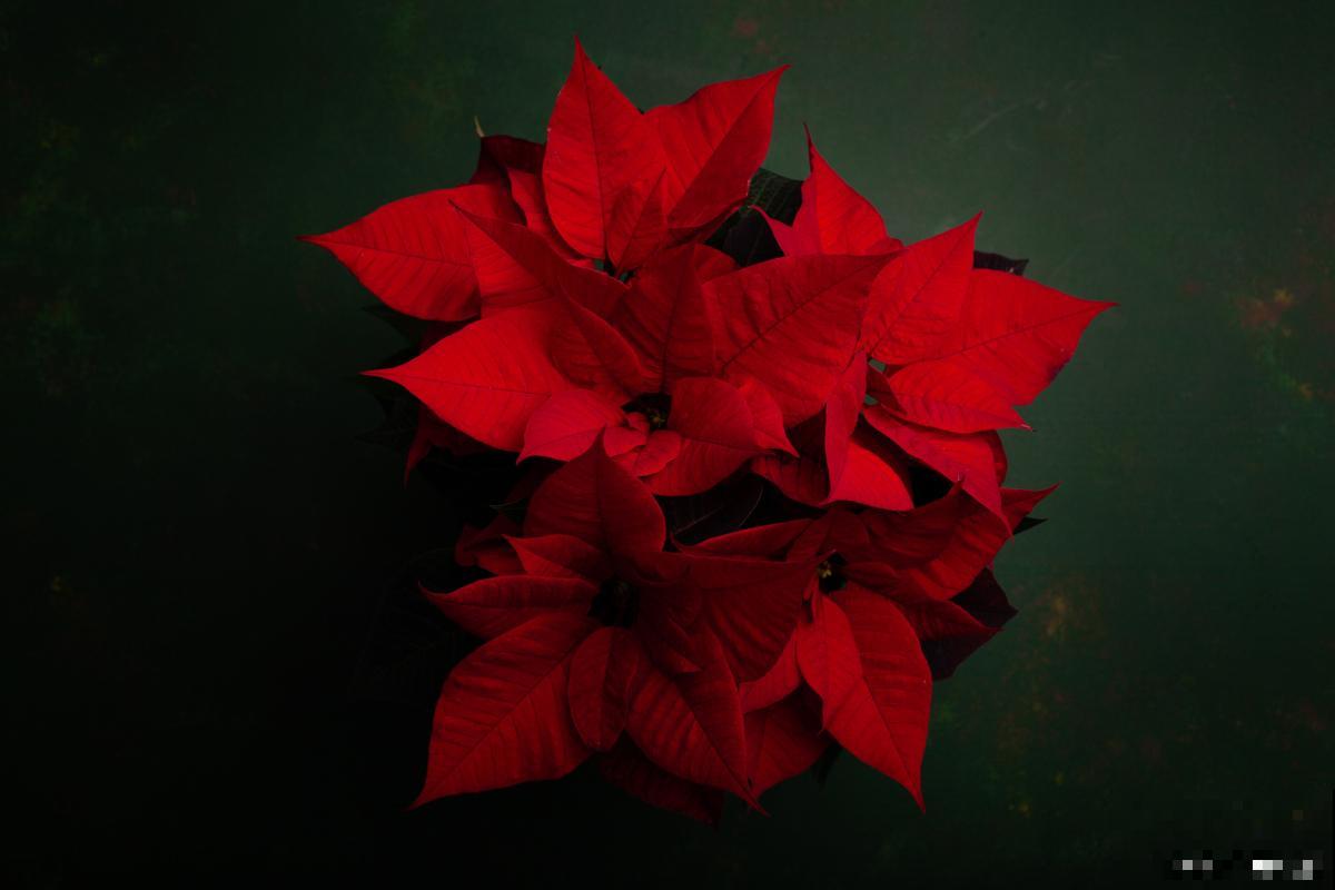 一品红为什么叶子不红