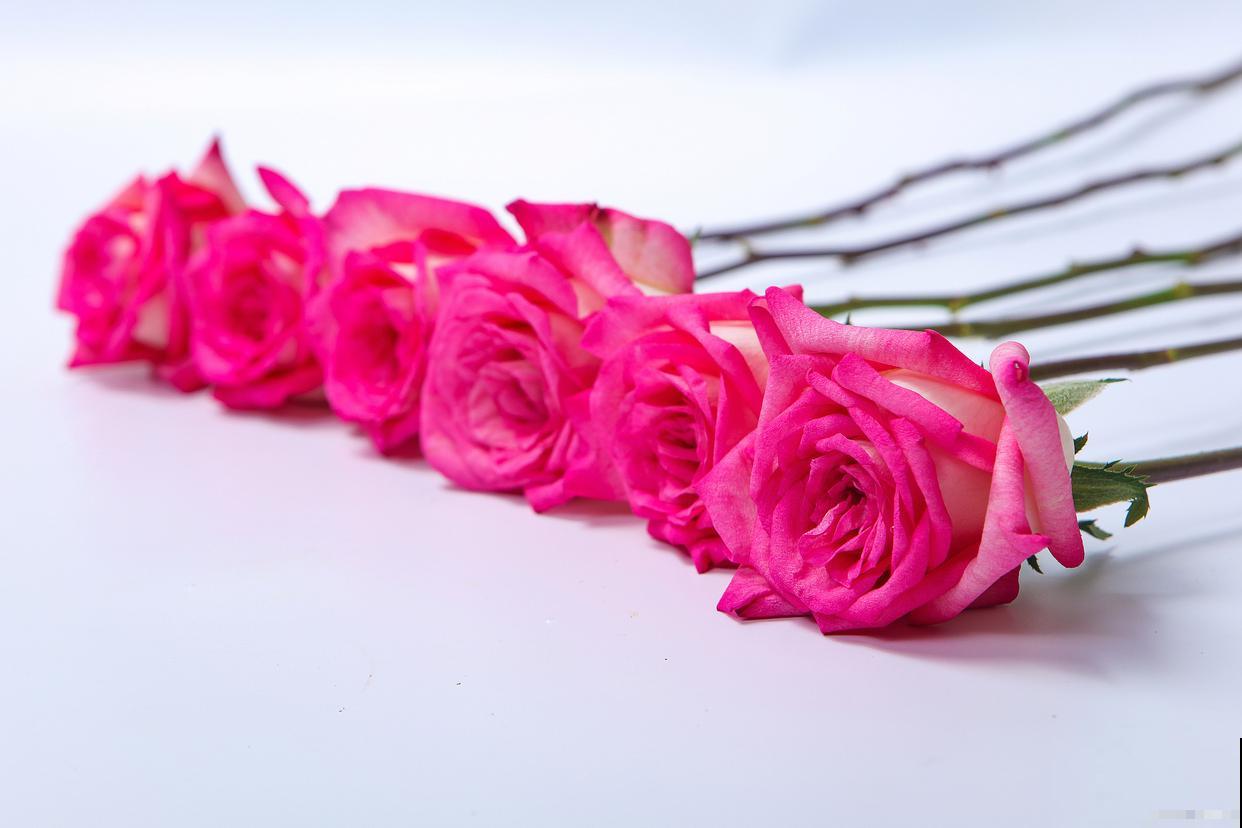 流星雨玫瑰花怎么养