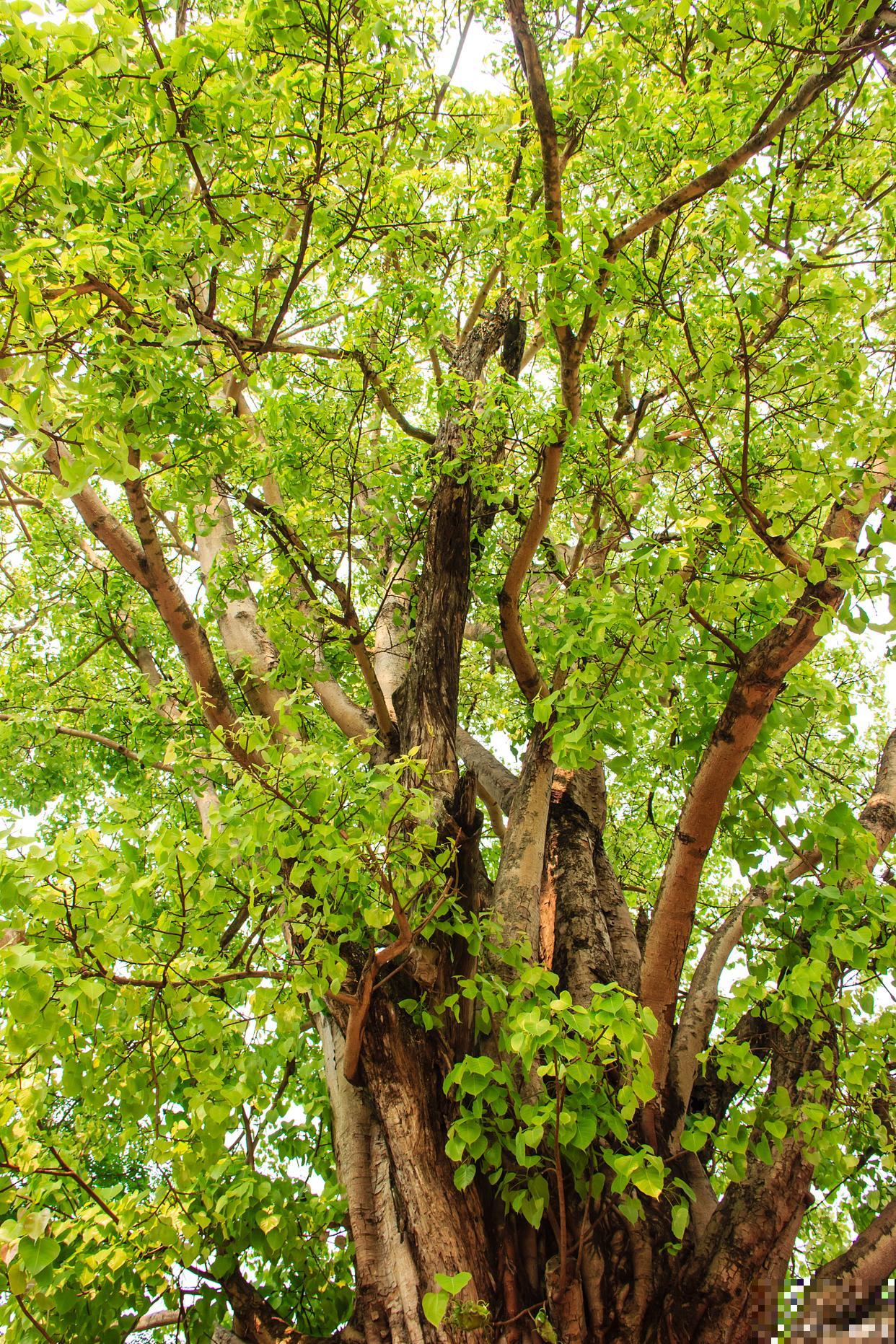 榆树伤口怎么处理