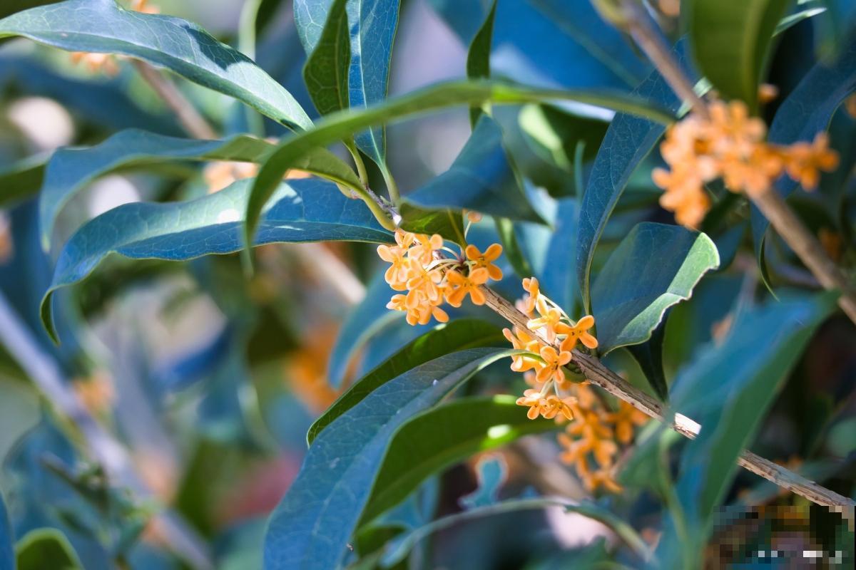 桂花树黄叶子怎么回事 桂花树黄叶子怎么回事