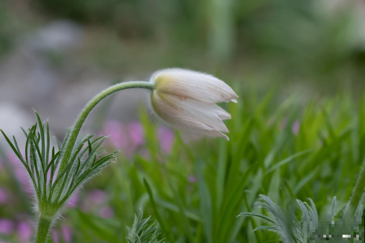 白头翁是什么草？