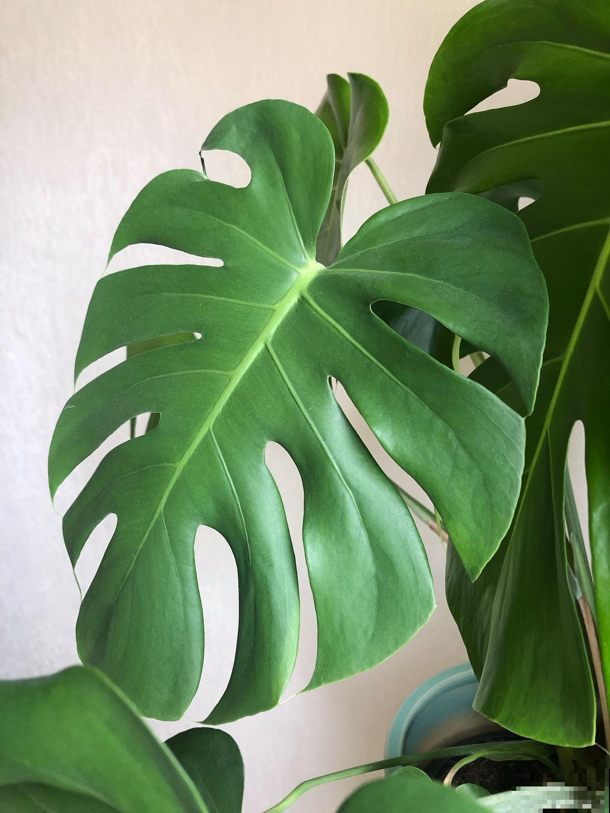 观叶的花卉有哪些