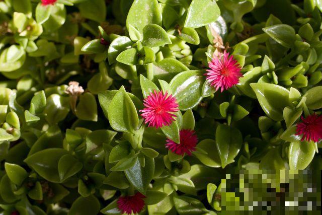 牡丹吊兰怎么养护