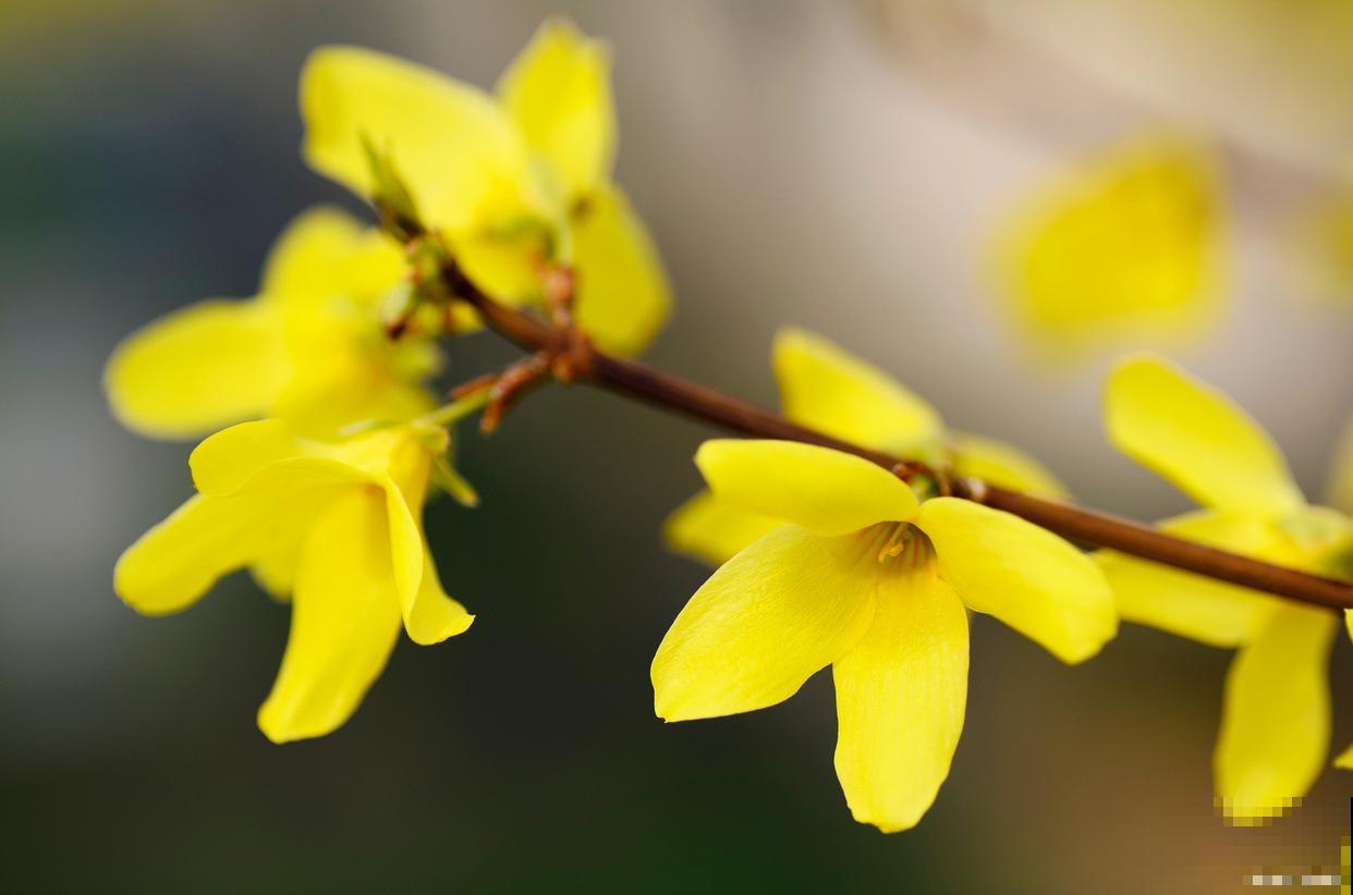 一年四季都盛开的花是什么花？
