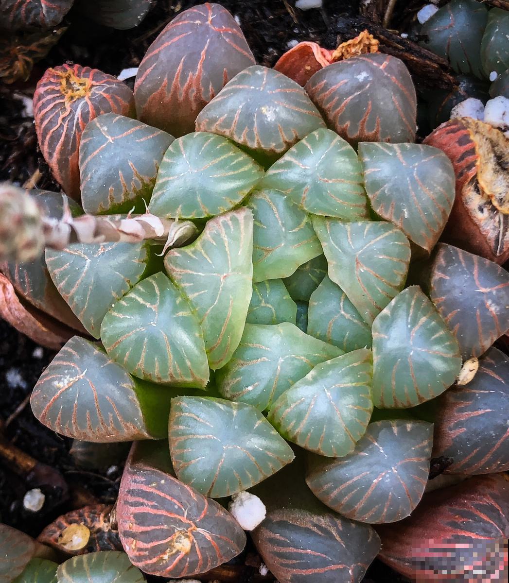 冰灯玉露多久浇一次水 冰灯玉露多久浇一次水