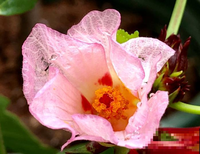 洛神花中间的果实处理，记住这2点，可以合理保存