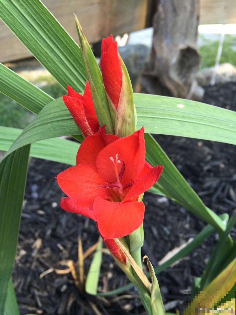 剑兰是多久发芽的？