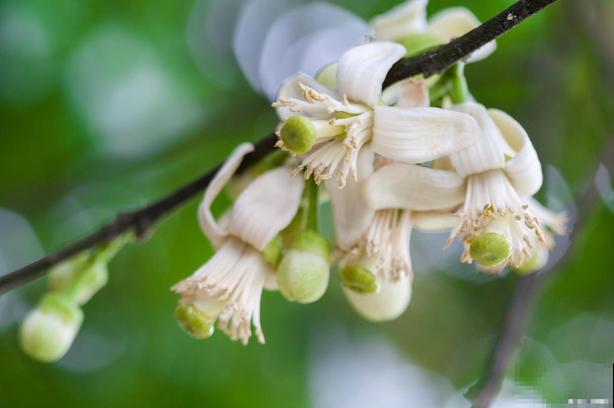 檀香木花怎么养？