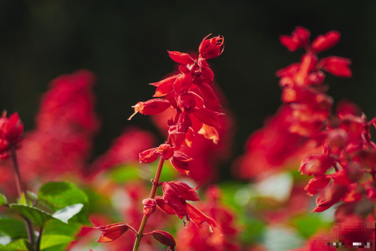 一串红怎么播种？