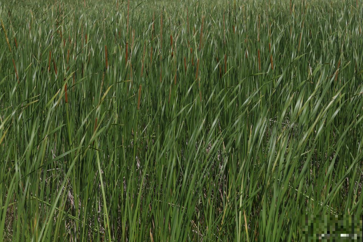 种什么花可以驱蚊子