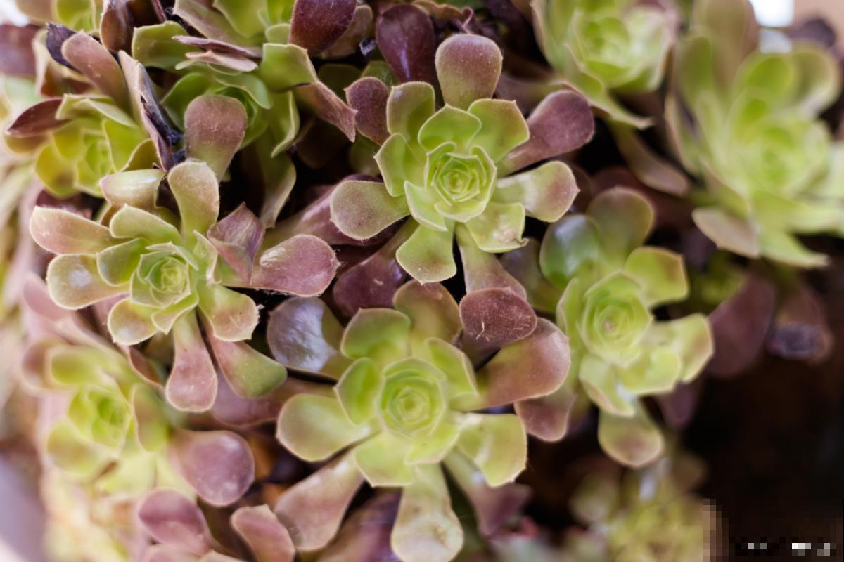 多肉景天科怎么养