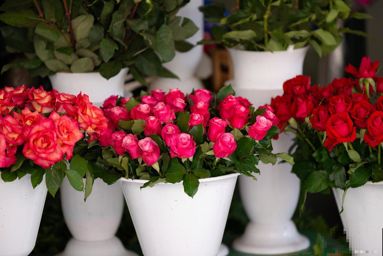 玫瑰花盆栽怎么养 玫瑰花盆栽怎么养