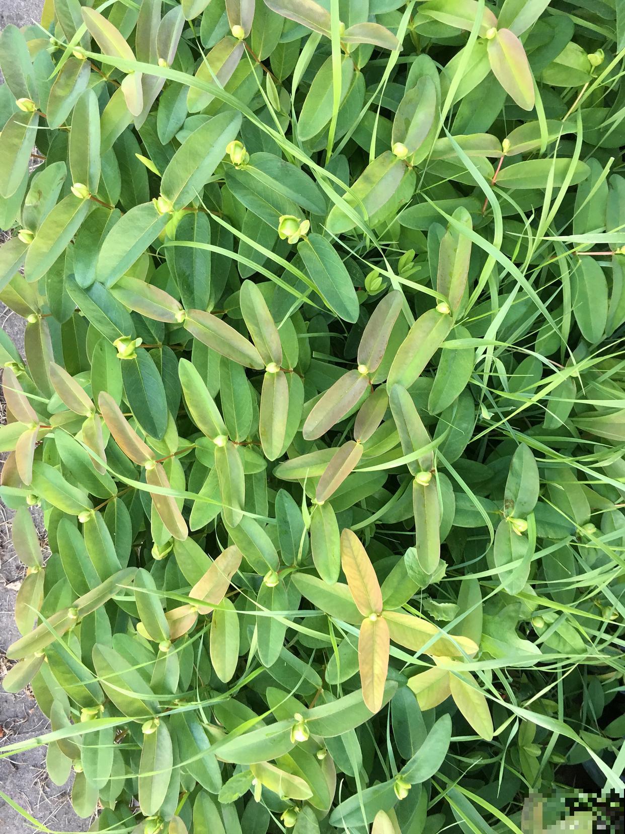 为什么跳舞草会跳舞