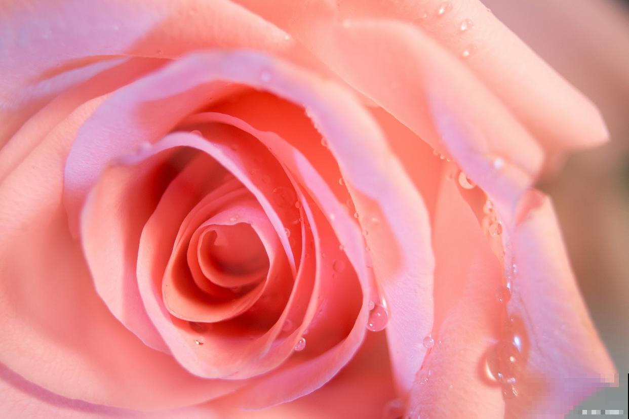 粉色玫瑰怎么养？