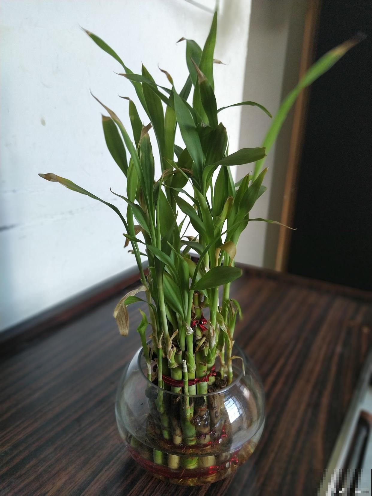 盆栽竹子怎么修剪 盆栽竹子怎么修剪