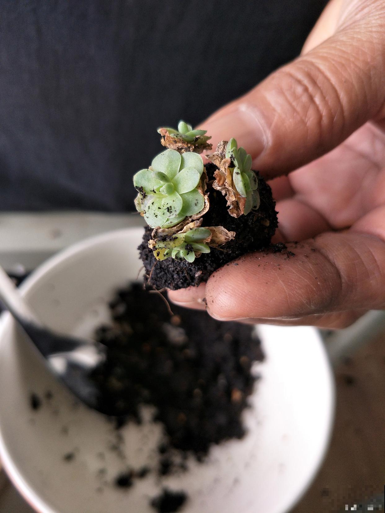 多肉为什么要修根