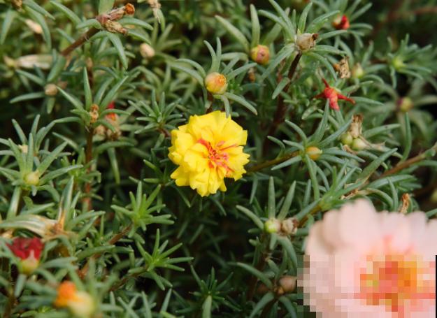 养殖宿根太阳花要注意，温度低冻死不会重新发芽