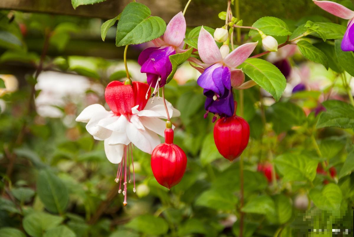 倒挂金钟怎么种植