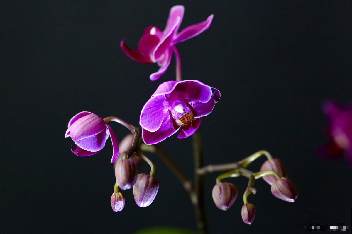 花坛花卉有哪些？