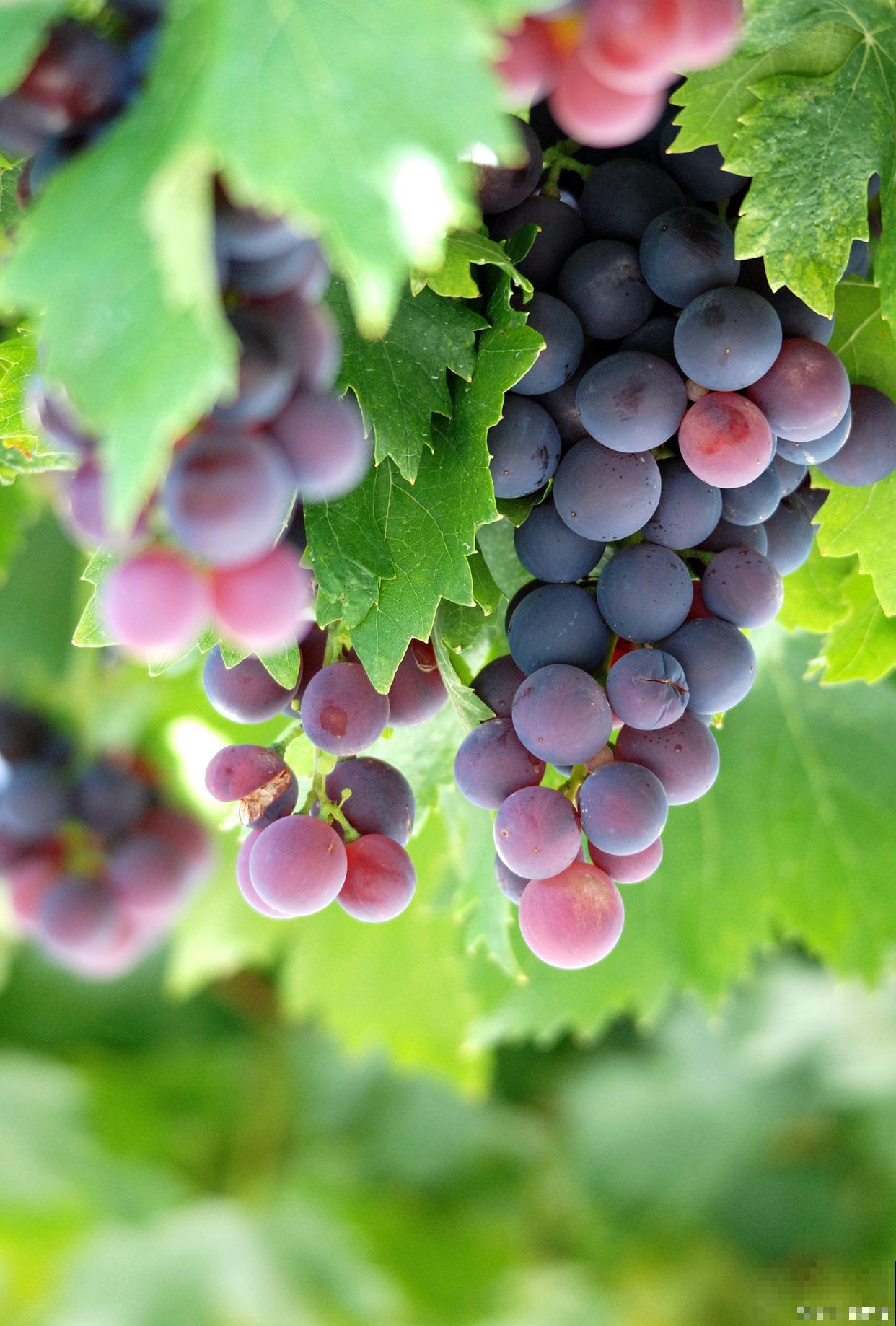 葡萄开花后怎么剪枝