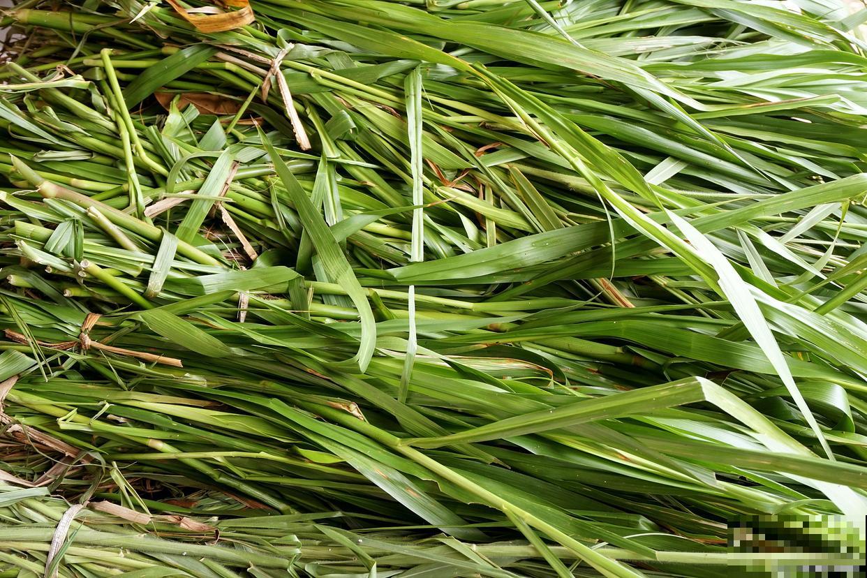 香茅怎么养殖的? 香茅怎么养殖的?