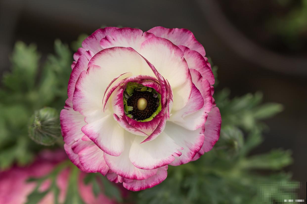 花毛茛枯萎了怎么办