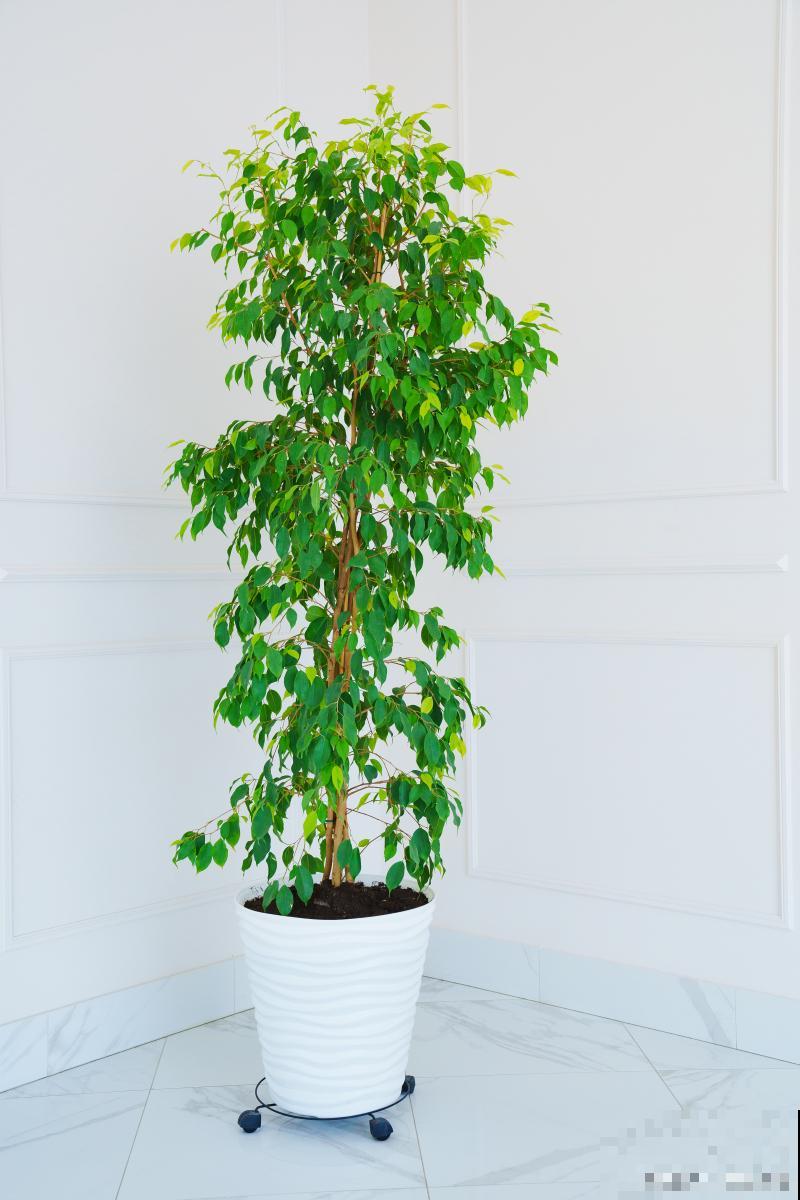 幸福树春天换盆好吗 幸福树春天换盆好吗