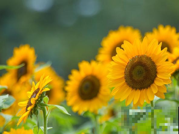 向日葵要想快速开花，这5点要知道，学会养殖不出问题