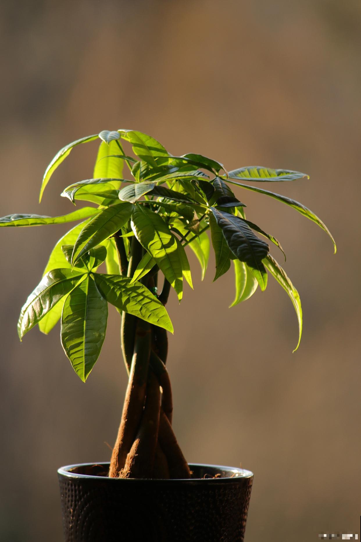 招财树怎么插栽？