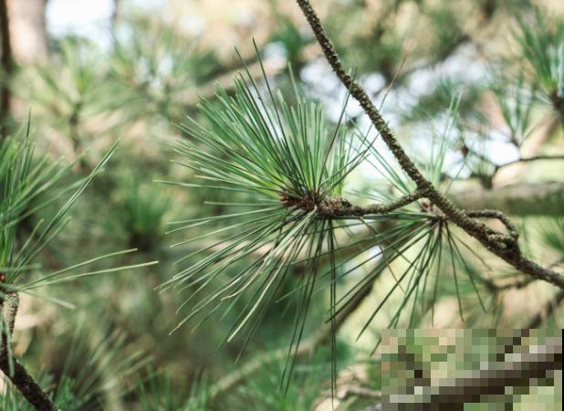 黑松小苗造型，主要有这2种方式，快来看看