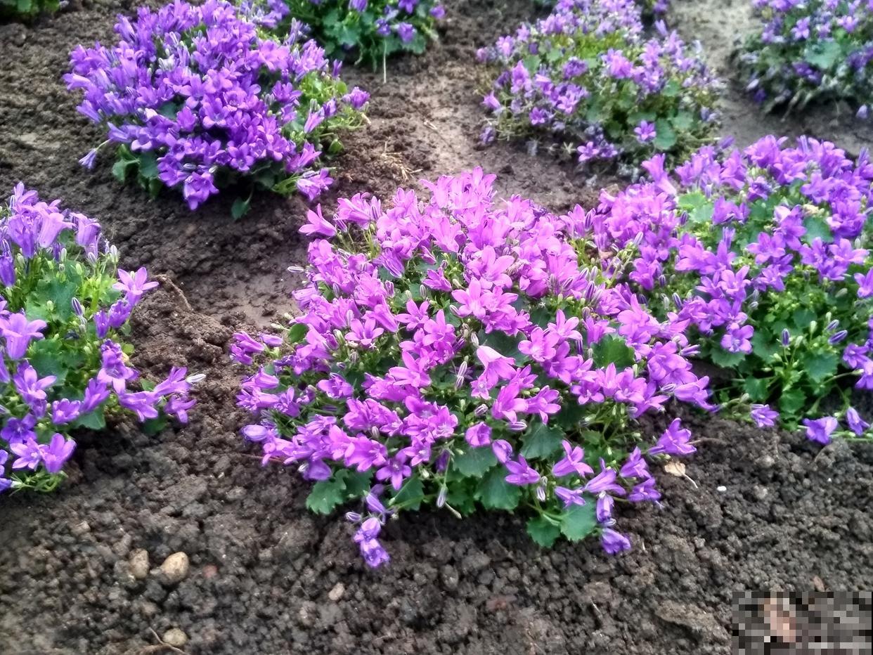 紫花地丁盆栽怎么种 紫花地丁盆栽怎么种