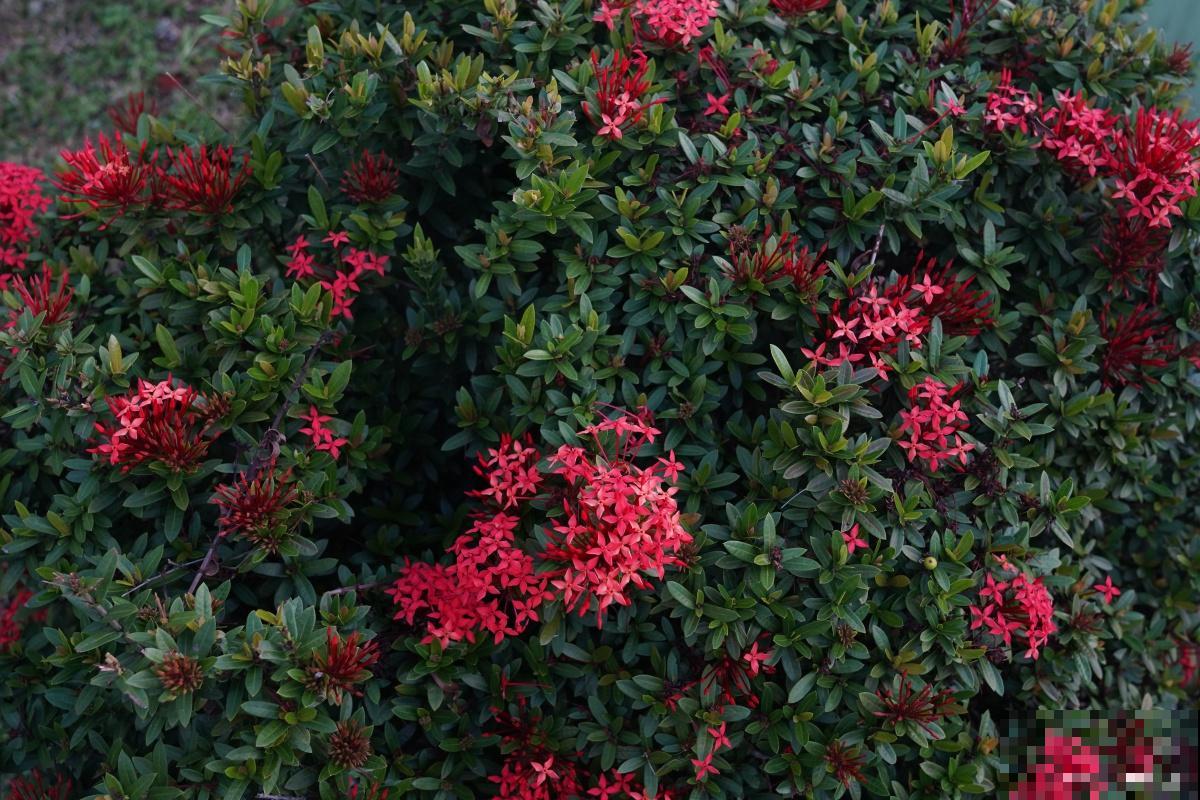 锦带花怎么繁殖？