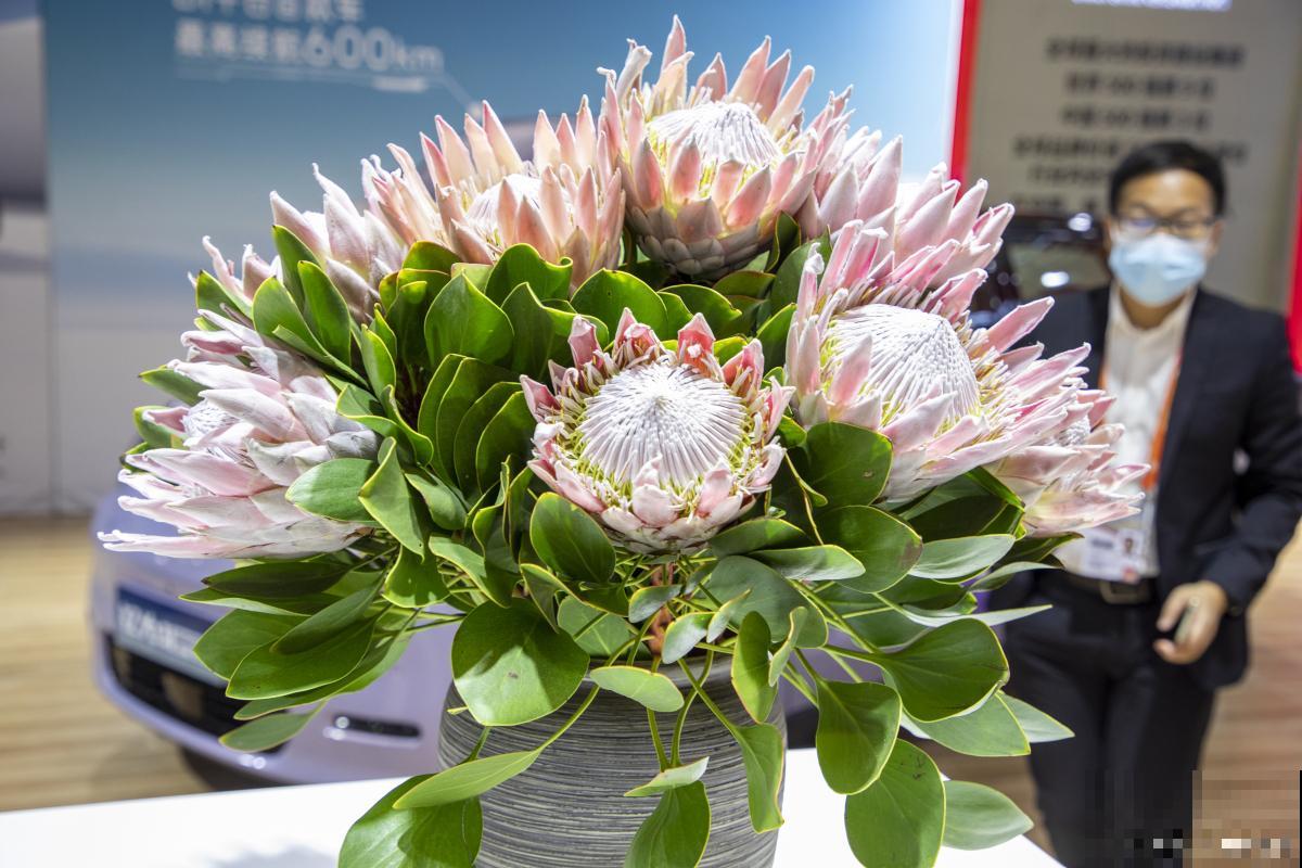 帝王花切花怎么养 帝王花切花怎么养