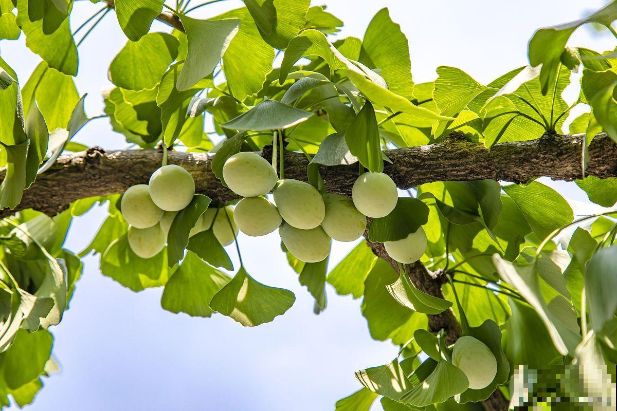 银杏多少年结一次果？
