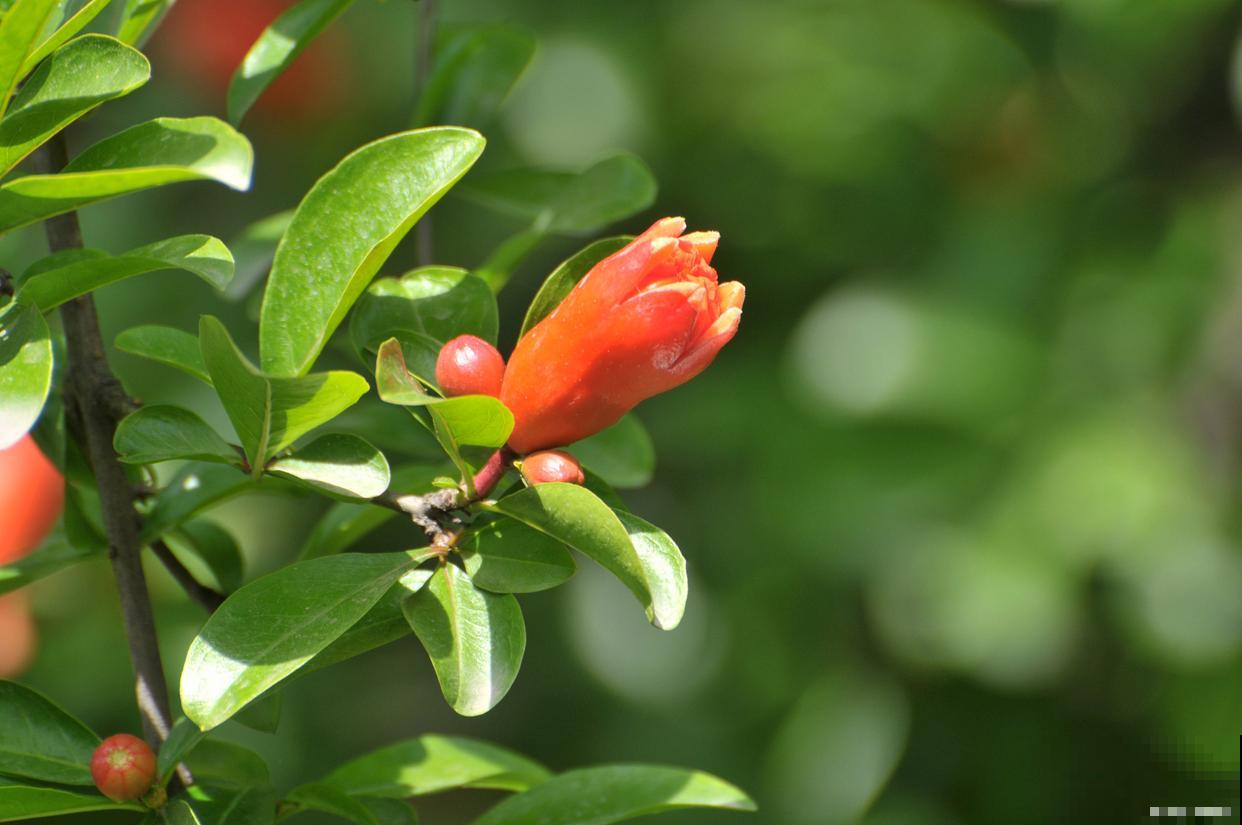 石榴花怎么授粉？