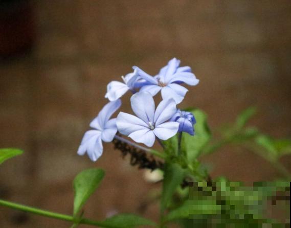 立秋后蓝雪花修剪，要记住这2点，来年更好的萌发新枝