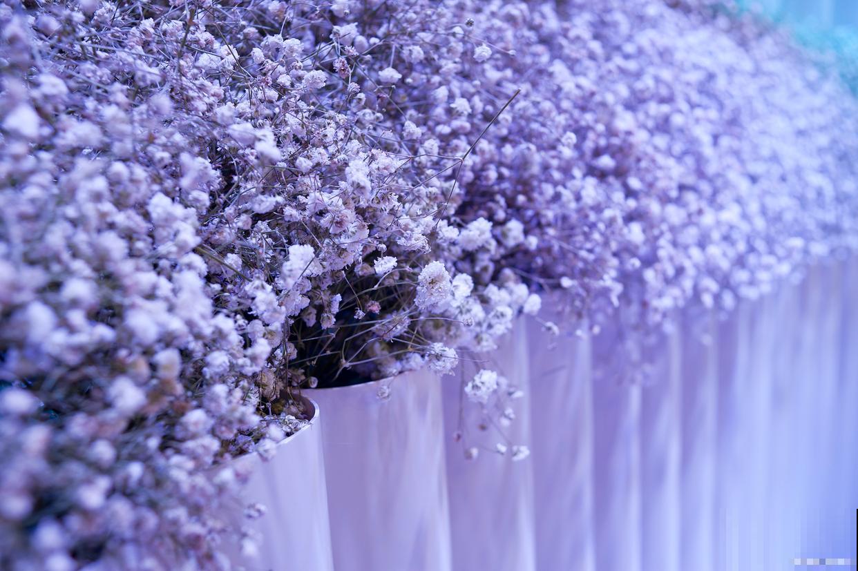 紫花满天星叶子干枯怎么办