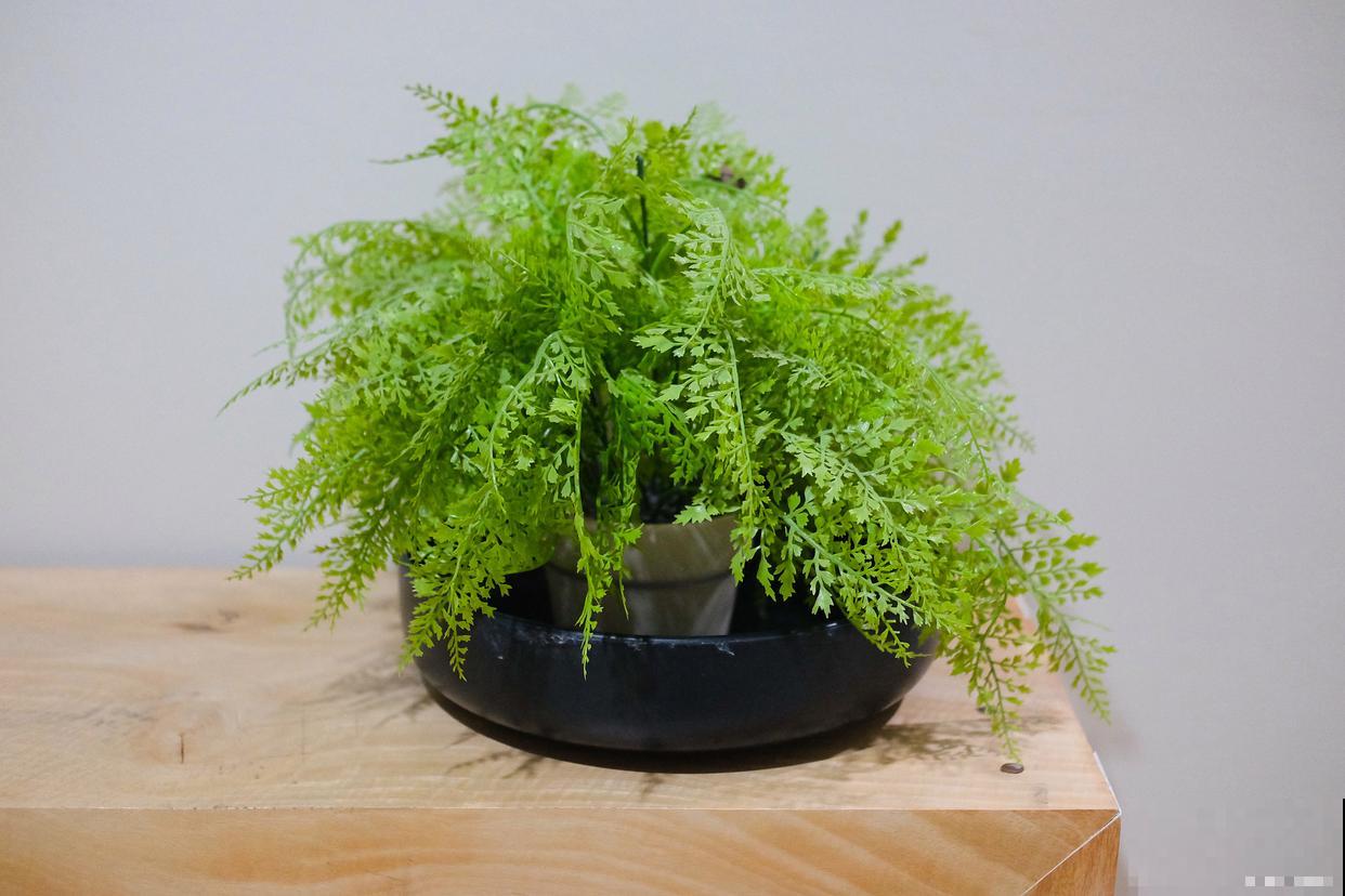 水培蕨类植物怎么养